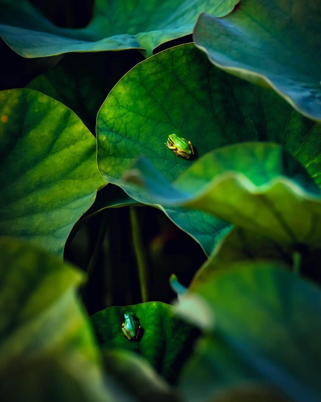 kyoko_zzzのインスタグラム：「gem of the pond 💎🐸💎   #ヤマサ蓮の花2023  #蓮池  #lotus  #frog」