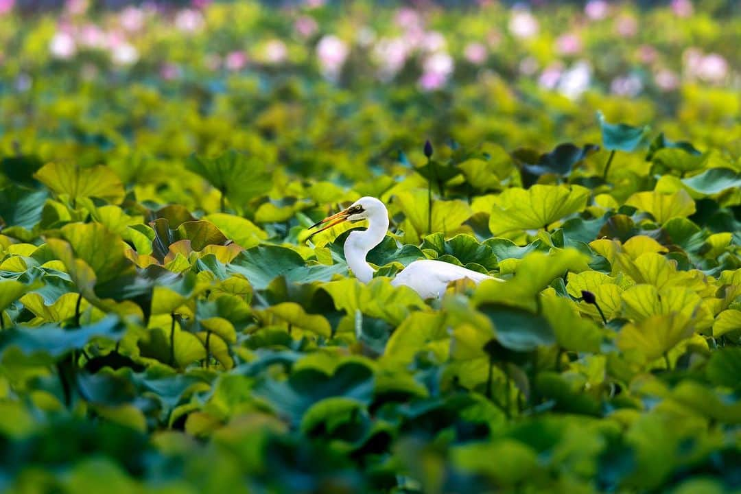 kyoko_zzzのインスタグラム：「蓮池浴  #ヤマサ蓮の花2023  #蓮池 #白鷺  #lotus #egret」