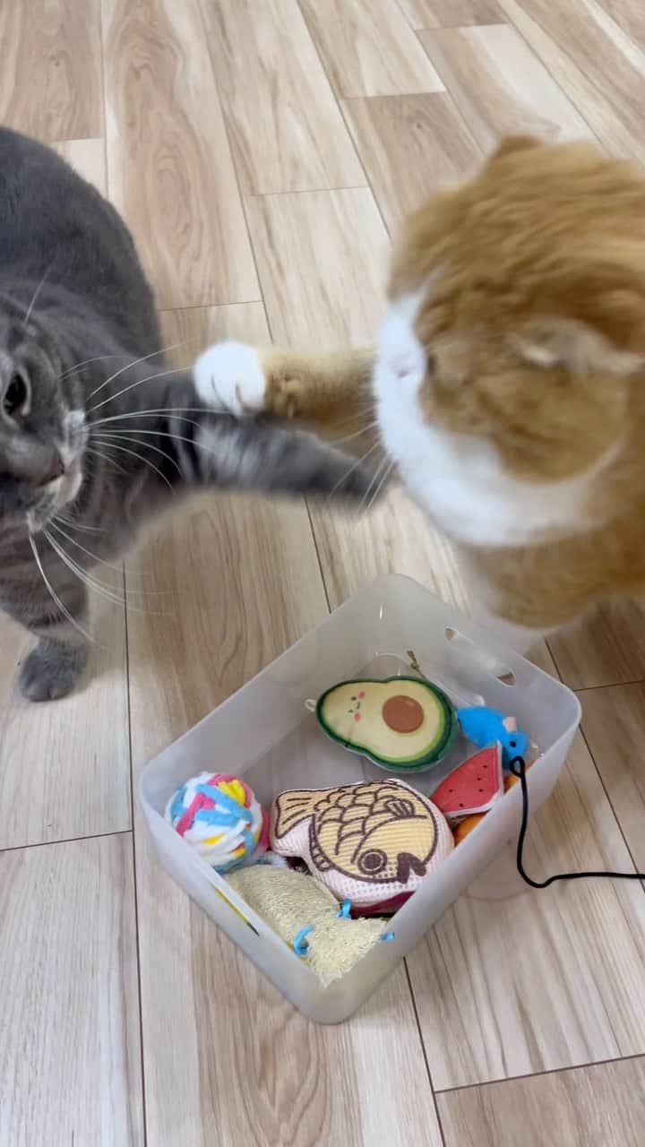 bunny & 2 catsのインスタグラム：「I'm not a toy!! _ Gomazou🐈‍⬛&Enzou🐈 _ 🐾そうじゃない😂 _ #scottishfold#多頭飼い#ねこ#猫#cats#cute#amazing#スコティッシュフォールド _ #PECO#ねこ#9gag#WeeklyFluff#ふわもこ部#instavideo#ねこのきもち#catsofinstagram#instagram#instagramjapan#cats_of_world#猫動画」