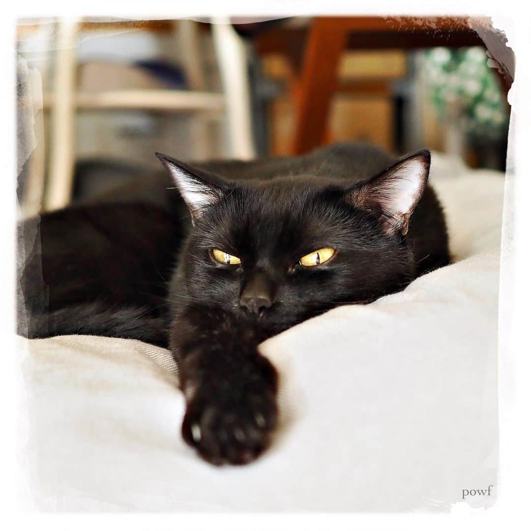 anemone_69さんのインスタグラム写真 - (anemone_69Instagram)「🐈‍⬛ . #ハカセとキョウジュ #blackcat #黒猫 #cat #猫 #保護猫 . #DreamCanvas_powf . . .」7月26日 21時48分 - powf