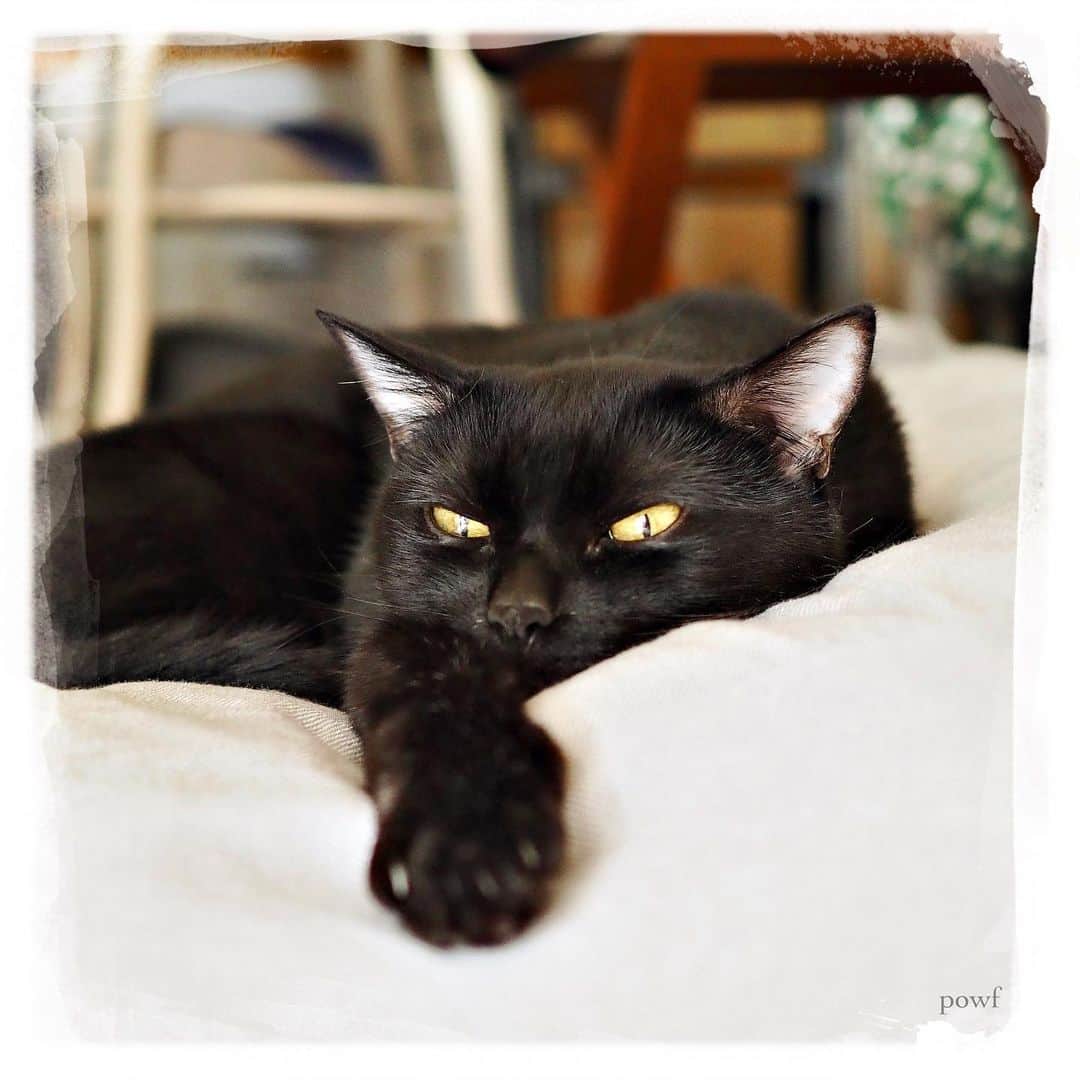 anemone_69のインスタグラム：「🐈‍⬛ . #ハカセとキョウジュ #blackcat #黒猫 #cat #猫 #保護猫 . #DreamCanvas_powf . . .」
