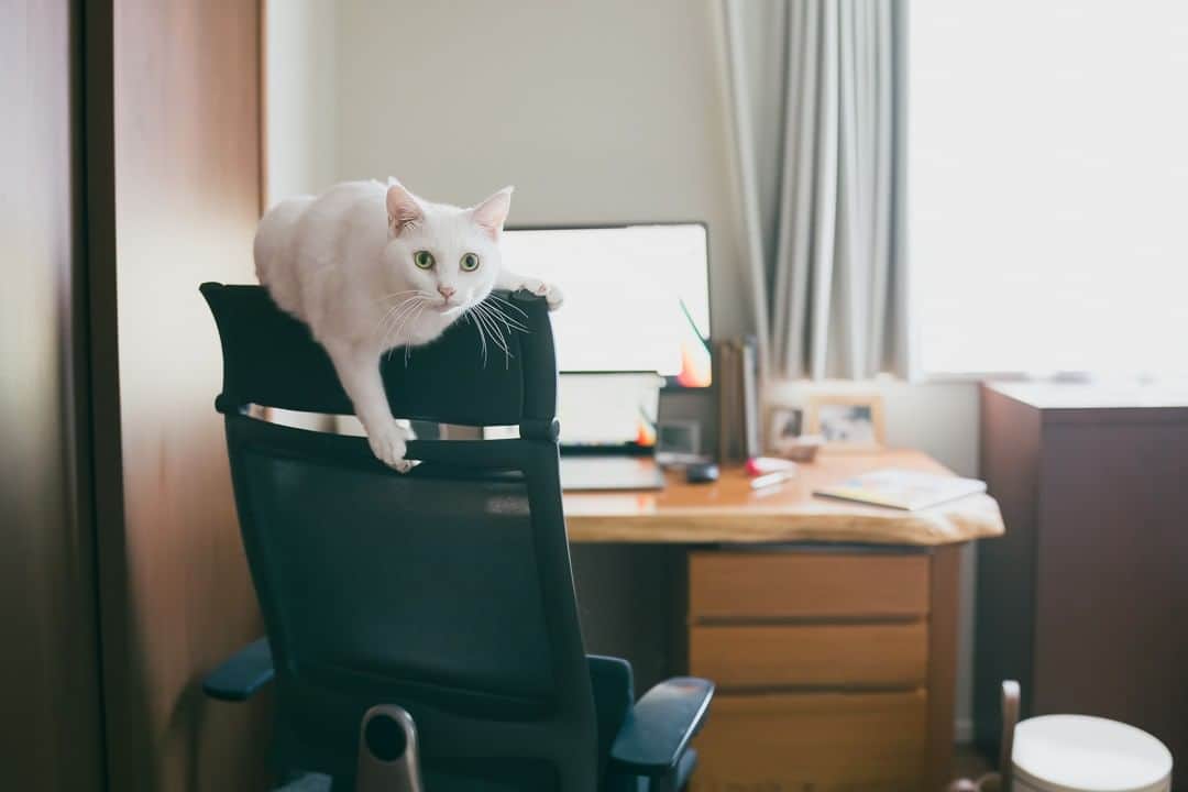 浅野真澄のインスタグラム：「今日の写真：  SEDUSの椅子と、おもち。  私が文筆業をスタートさせたのは2007年、小学館主催おひさま大賞という絵本のコンテストで、最優秀賞をいただいたことがきっかけでした。  そのときの受賞作が、私にとって生まれて初めての創作物。「まぐれ当たり」のように、なんの経験も下地もないままいきなり受賞してしまった私は「嬉しい、けど、きっと続かないんだろうな。期待しすぎてがっかりしたら嫌だから、続かないって思っとこ」なんて思っていたことを覚えています。  そんな私が「続かない、じゃなく、続けたい。続けるぞ」と思い直し、意を決して買ったのが、このSEDUSの椅子。  まとまって入った印税を使って、確か当時は25万円くらいだったはずの、この超高級椅子を買いました。執筆は座り仕事だし、ぎっくり腰経験者だし、なにより高い椅子を買ったら退路が絶たれるような気がしたのです。  迷いながら、やっとの覚悟で手に入れたSEDUSですが、10年後の今調べたら、同じ椅子の定価が45万円に！　ひー。あのとき買っといてよかった。  そして、文筆業はありがたいことに、受賞から15年経った今でも続けられています。SEDUSは猫たちの爪によって傷だらけだけど、それもまたよし。これからもずっと大切に使おうと思っております。  #保護猫 #保護猫との暮らし #保護猫里親 #保護猫部 #catstagram_japan #catoftheday #rescuecats #rescuecatsofinstagram #猫多頭飼い #catstagram #保護猫出身 #猫のいる暮らし #保護猫を家族に #rescuecat」