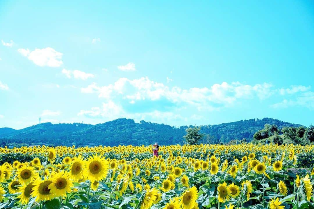 小早川怜子のインスタグラム：「私どーこだっ💛  水曜18時はオンリーファンズアップの日だよ💛見てね〜😘  #onlyfans https://onlyfans.com/reikokobayakawa  #fantia https://fantia.jp/posts/1808051  #小早川怜子 #reikokobayakawa #カプセルエージェンシー  #夏満喫中 #四季の花が好き」