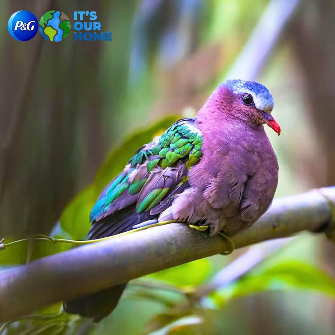 P&G（Procter & Gamble）のインスタグラム：「The Philippines is one of the most biodiverse regions on 🌏 providing habitat to a variety of species found nowhere else on the planet.   In 2020, we teamed up with @ConservationOrg to launch the Mantalingahan Landscape Conservation Project, a five-year effort to restore and protect the Mount Mantalingahan landscape, which is located on the Philippine island of Palawan. Read more about this on the P&G Blog.」
