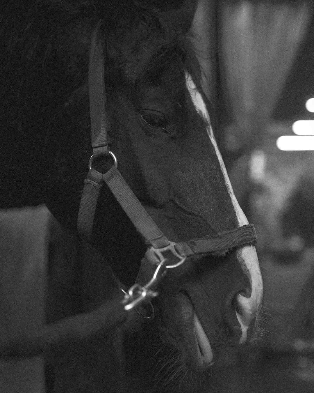 山田悠介さんのインスタグラム写真 - (山田悠介Instagram)「ステップ @gocoo.horse.village   #gocoo #horse #sel50f12gm #乗馬 #a7s3」7月27日 4時06分 - yamadayusuke_0729