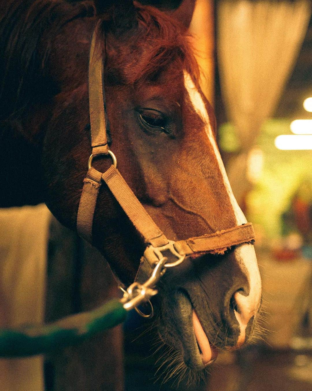 山田悠介のインスタグラム：「ステップ @gocoo.horse.village   #gocoo #horse #sel50f12gm #乗馬 #a7s3」