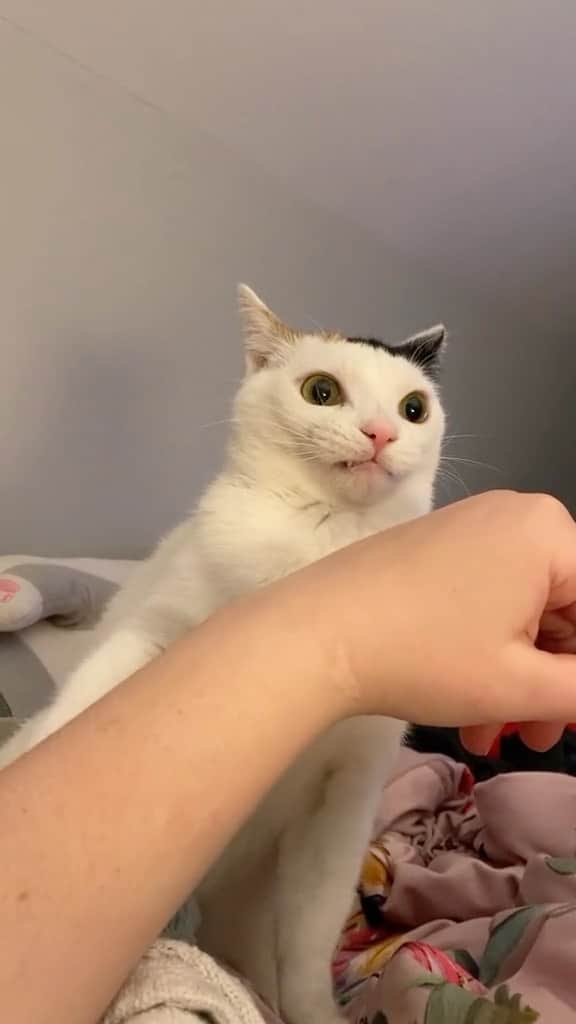 Cute Pets Dogs Catsのインスタグラム：「made him question his entire existence  Credit: beautiful bean_posts (tt) ** For all crediting issues and removals pls 𝐄𝐦𝐚𝐢𝐥 𝐮𝐬 ☺️  𝐍𝐨𝐭𝐞: we don’t own this video/pics, all rights go to their respective owners. If owner is not provided, tagged (meaning we couldn’t find who is the owner), 𝐩𝐥𝐬 𝐄𝐦𝐚𝐢𝐥 𝐮𝐬 with 𝐬𝐮𝐛𝐣𝐞𝐜𝐭 “𝐂𝐫𝐞𝐝𝐢𝐭 𝐈𝐬𝐬𝐮𝐞𝐬” and 𝐨𝐰𝐧𝐞𝐫 𝐰𝐢𝐥𝐥 𝐛𝐞 𝐭𝐚𝐠𝐠𝐞𝐝 𝐬𝐡𝐨𝐫𝐭𝐥𝐲 𝐚𝐟𝐭𝐞𝐫.  We have been building this community for over 6 years, but 𝐞𝐯𝐞𝐫𝐲 𝐫𝐞𝐩𝐨𝐫𝐭 𝐜𝐨𝐮𝐥𝐝 𝐠𝐞𝐭 𝐨𝐮𝐫 𝐩𝐚𝐠𝐞 𝐝𝐞𝐥𝐞𝐭𝐞𝐝, pls email us first. **」