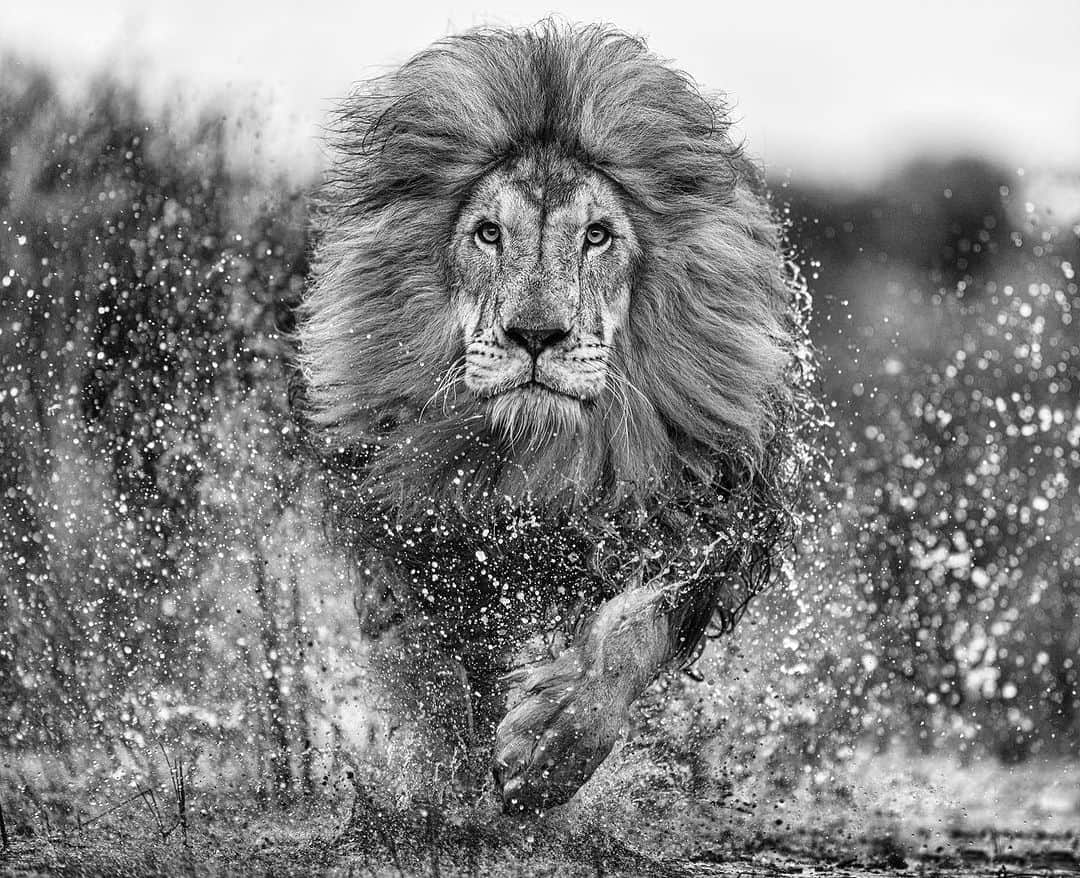 Kevin Richardson LionWhisperer のインスタグラム：「Embodying strength and grace, Yame runs through the water leaving ripples of power in his wake. 🦁🌊 Another magnum opus by the master himself @davidyarrow   #WildBeauty #MonochromeMagic #LionKing #DavidYarrow #BreathTaking #Yame」