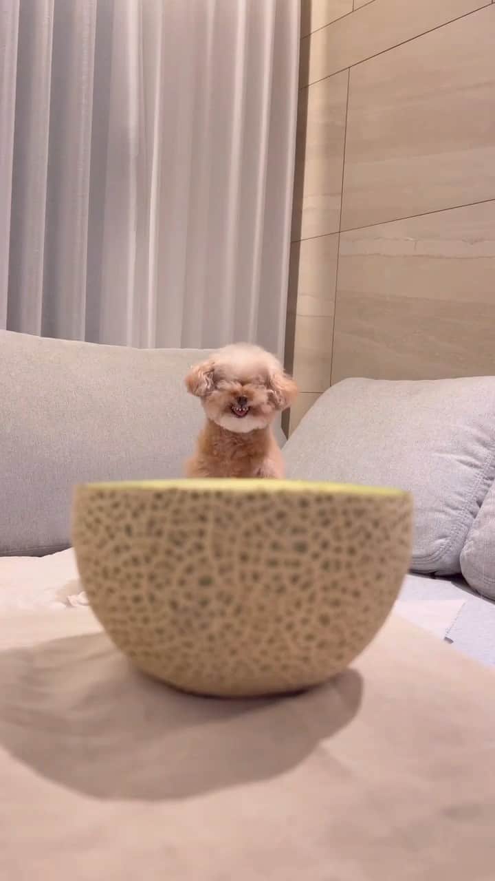 SHEINのインスタグラム：「That's going to be a cante-NOPE! 😱🍈🤣 @miso_ara   #SHEINinspo」