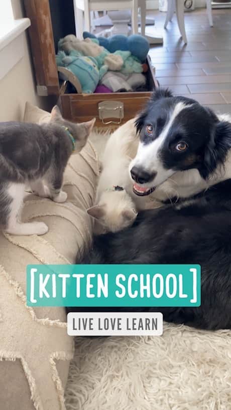 のインスタグラム：「Kitten school — Live Love Learn」