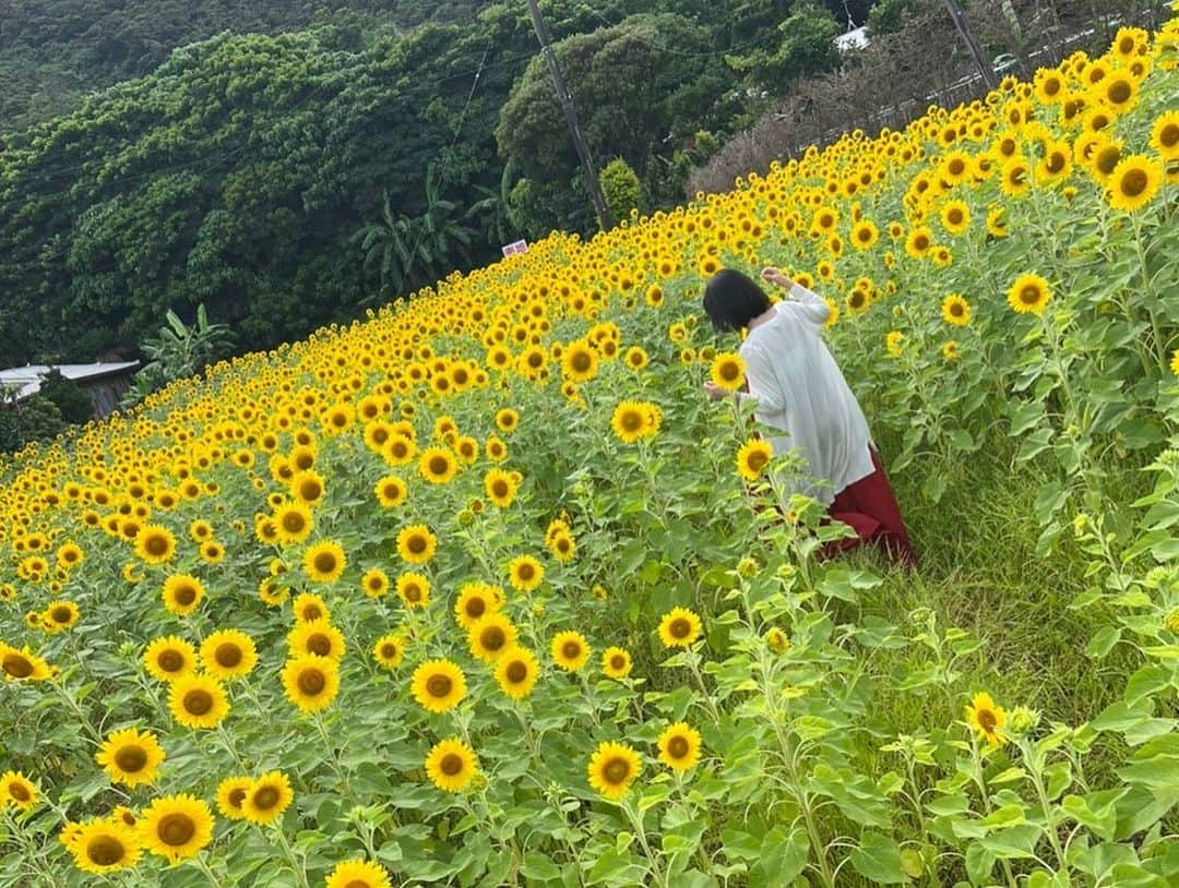 小川夏果さんのインスタグラム写真 - (小川夏果Instagram)「大島紬と向日葵畑🌻大好きな #ひまわり の季節。The kimono I am wearing is called Oshima tsumugi, which was made in Kagoshima and is said to be the most precious and historic in Japan. This fabric was used last year for the interior of a Ferrari car, for furniture, and is changing its form and moving into the future.  I am an ambassador of this Oshima Tsumugi!  Wouldn't you all like to have some?😋❤️  #kimono #kimonostyle #着物 #和装 #和服 #和服體驗 #和服コーデ #着物ヘア #着物女子 #着物デート #向日葵 #向日葵畑 #鹿児島 #鹿児島観光 #sunflower #sunflowers #summertime #summerstyle #japantrip #japanlife #japanlover  #大島紬 #紬」7月27日 0時25分 - ogawanachu