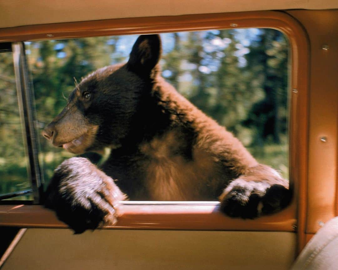 lifeのインスタグラム：「Bear leaning into a car window while begging for food from passing tourists in Yellowstone National Park, 1958.   (📷 Eliot Elisofon/LIFE Picture Collection)   #LIFEMagazine #LIFEArchive #EliotElisofon #1950s #wildLIFEwednesday #Yellowstone #NationalPark #NPS #Bear」