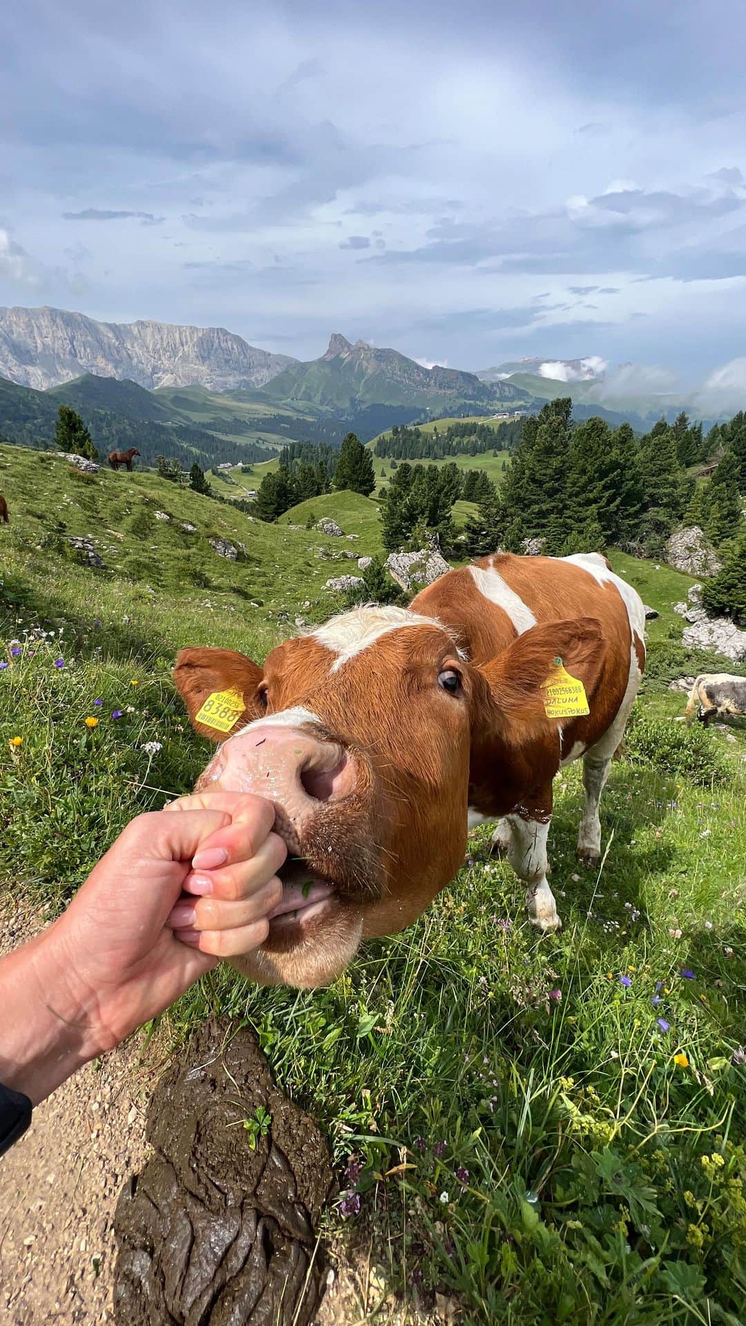 Zanna Van Dijkのインスタグラム：「Tag someone who would give it a go! ⛰️   📍 Forcella Sassolungo Gondola  ➡️ Location: Passo Sella, The Dolomites ➡️ Journey: Up into the Sassolungo saddle, it drops you right outside a mountain hut - Rifugio Demetz. ➡️ Price: €21 one way  Once you get to the top you can have a coffee or a meal in the mountain hut, or explore one of the many hiking/via ferrata routes in the region. @max.lowery and I did a couple of routes up there, which will be detailed in a travel guide soon 🫶🏼 #sassolungo #thedolomites」