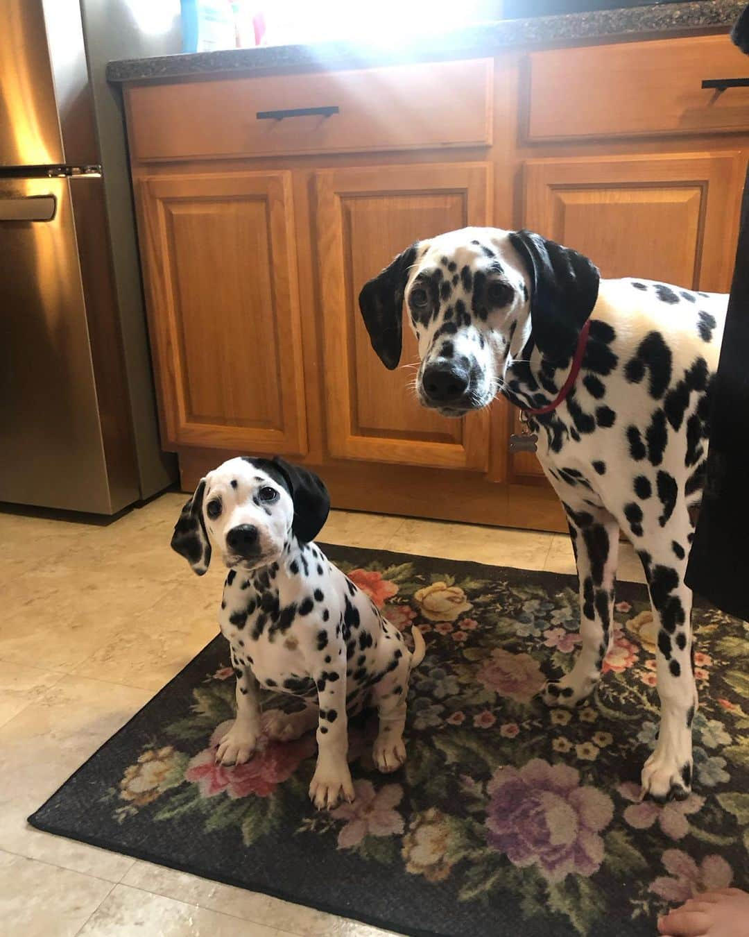 Jake And Gingerさんのインスタグラム写真 - (Jake And GingerInstagram)「Maverick and Dottie #dalmatian #dalmatians #dalmationpuppy」7月27日 0時53分 - jake_n_ginger