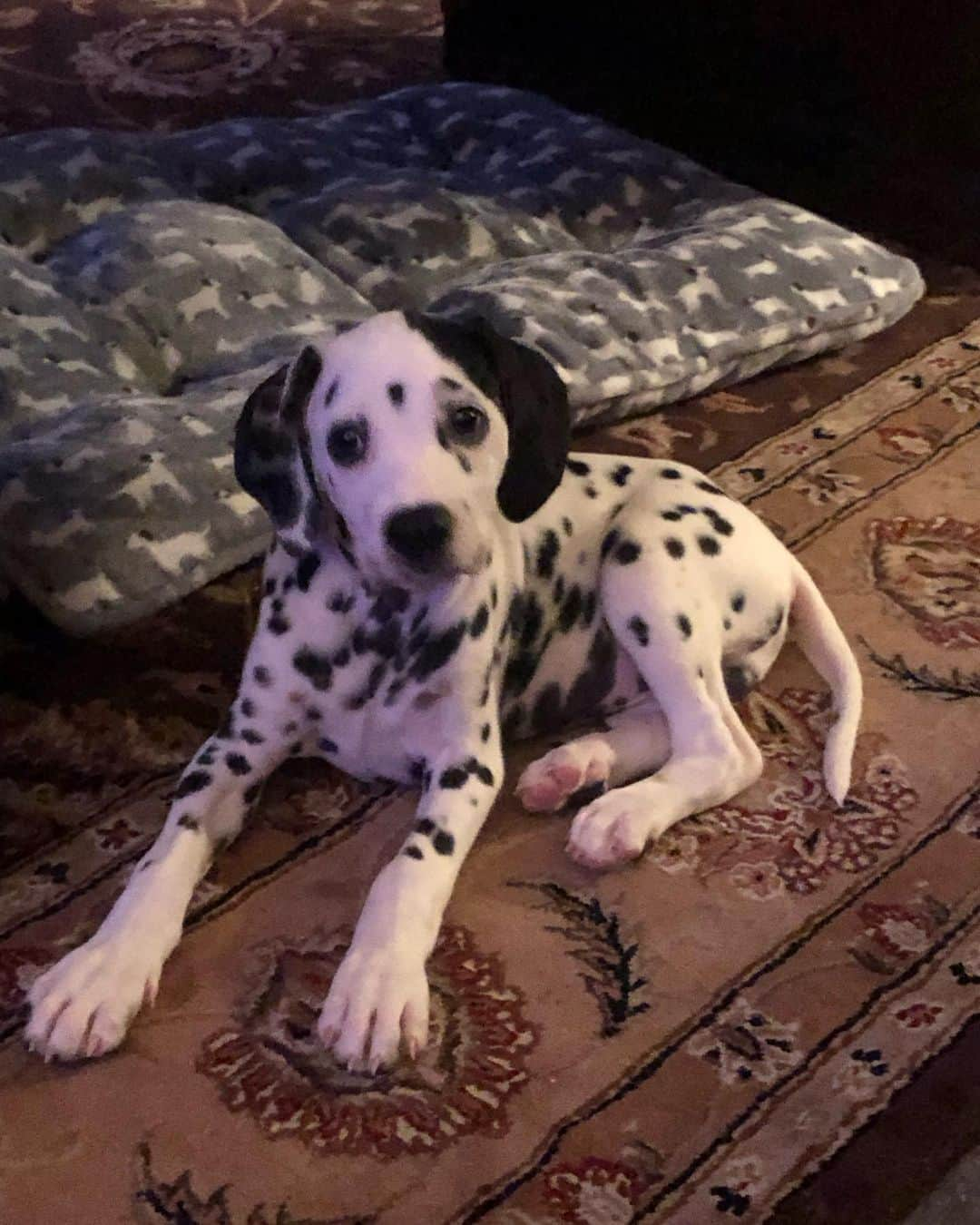 Jake And Gingerのインスタグラム：「Maverick and Dottie #dalmatian #dalmatians #dalmationpuppy」