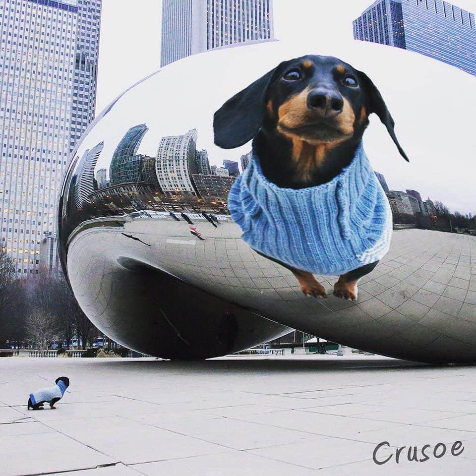Crusoe the Celebrity Dachshundのインスタグラム：「“Daphne wanted to see if the Chicago Bean would make her as tall as it did me in this pic I took 5 years ago.. and it didn’t disappoint! 😄” ~ Crusoe」