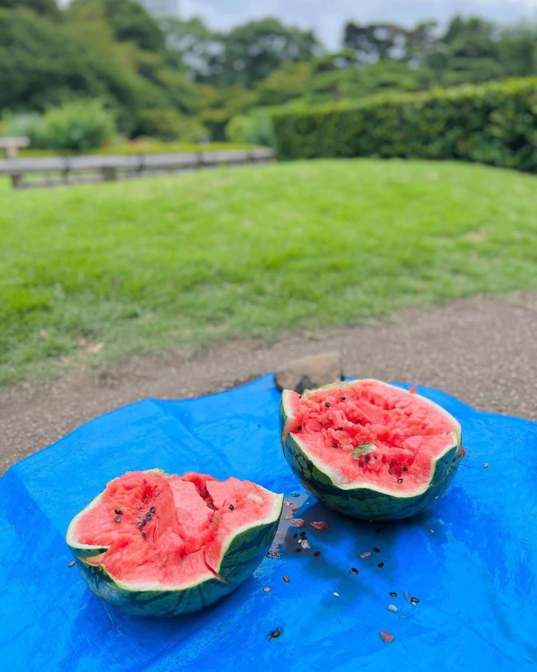 ホテル ニューオータニさんのインスタグラム写真 - (ホテル ニューオータニInstagram)「【July 27th is national Watermelon Day 本日7/27は #スイカ の日🍉】  During the summer holiday season in August, we will hold our annual watermelon splitting event in the garden this year for our guests only! After enjoying the splitting the watermelons guest can enjoy the cool and delicious watermelon under summer’s blue skies.  Other events include our popular "Garden Fireworks" (for guests only), an insect workshop open to guests, Kids Playland, an Uchiwa (Japanese fan) painting workshops and many more perfect activities for summer vacation.  For reservations and more information, tap the "HOTEL NEW OTANI SUMMER 2023" banner from the URL in @hotelnewotanitokyo profile and check the "Events" tab🔍.  8月の夏休み期間は、毎年恒例のお庭で#スイカ割り を、ご宿泊の方限定で今年も開催！青空の下、スイカ割りを愉しんだ後は、ひんやり冷えたスイカをお召し上がりいただけます。  そのほかにも、毎年大人気の「お庭で花火」（宿泊者限定）や、外来の方も参加可能な昆虫教室、プレイランド・うちわの絵付け体験など、夏休みにピッタリのイベントを多数ご用意しております。  ◇ご予約・詳細は @hotelnewotanitokyo プロフィールのURLより「HOTEL NEW OTANI SUMMER 2023」バナーをタップして、「イベント」タブをチェック🔍  Only for guests staying at the HOTEL NEW OTANI Fireworks in the garden 8/1-27 Lantern Garden Walk 8/1-31 Summer Yoga & Stretch Class 8/5, 19, 26 Watermelon Split in the Garden 8/12 & 8/13  Non staying guest participation available Otani Kids Land (Playland, Uchiwa Painting Experience) 8/12-8/15 Let's capture your summer memories with a photo shoot by professional photographers 8/12-8/15 Summer Vacation Insect Workshop 8/13 SDGs workshop for parents and children to think about sustainable future foods 8/20  *Photographs shown are from last year.  【宿泊者限定】 お庭で花火 8/1〜27 ランタンガーデンウォーク 8/1〜31 サマーヨガ&ストレッチ教室 8/5・19・26 お庭でスイカ割り 8/12・8/13  【外来参加可】 オータニキッズランド(プレイランド・うちわの絵付け体験) 8/12〜8/15 思い出を写そう(プロカメラマンによる撮影) 8/12〜8/15 夏休み昆虫教室 8/13 未来の食を考える、親子でSDGsワークショップ 8/20  ※写真は昨年の様子です。  投稿で招待券プレゼント🎁 #ニューオータニホリデー キャンペーン🍉🌻  ホテルニューオータニで過ごした夏の思い出の写真または動画に「@hotelnewotanitokyo」をタグ付けし、「#ニューオータニホリデー」とハッシュタグを付けて投稿してください。抽選で宿泊やレストランのご招待券をプレゼントいたします。  応募期間：2023年8月31日（木）まで  #自由研究  #夏休み #夏 #夏休み旅行  #家族旅行 #家族連れ #お子さま連れok #お子さま連れ大歓迎  #ガーデンプール #プール #ホテルプール #ホテル #東京ホテル #ホテルステイ  #ホテルニューオータニ #ニューオータニ #hotelnewotani #newotani #赤坂見附 #赤坂 #四ツ谷 #tokyotravel #tokyohotel  #virtualtour#forbestravelguide #futuretravelguide #thepreferredlife」7月27日 13時21分 - hotelnewotanitokyo