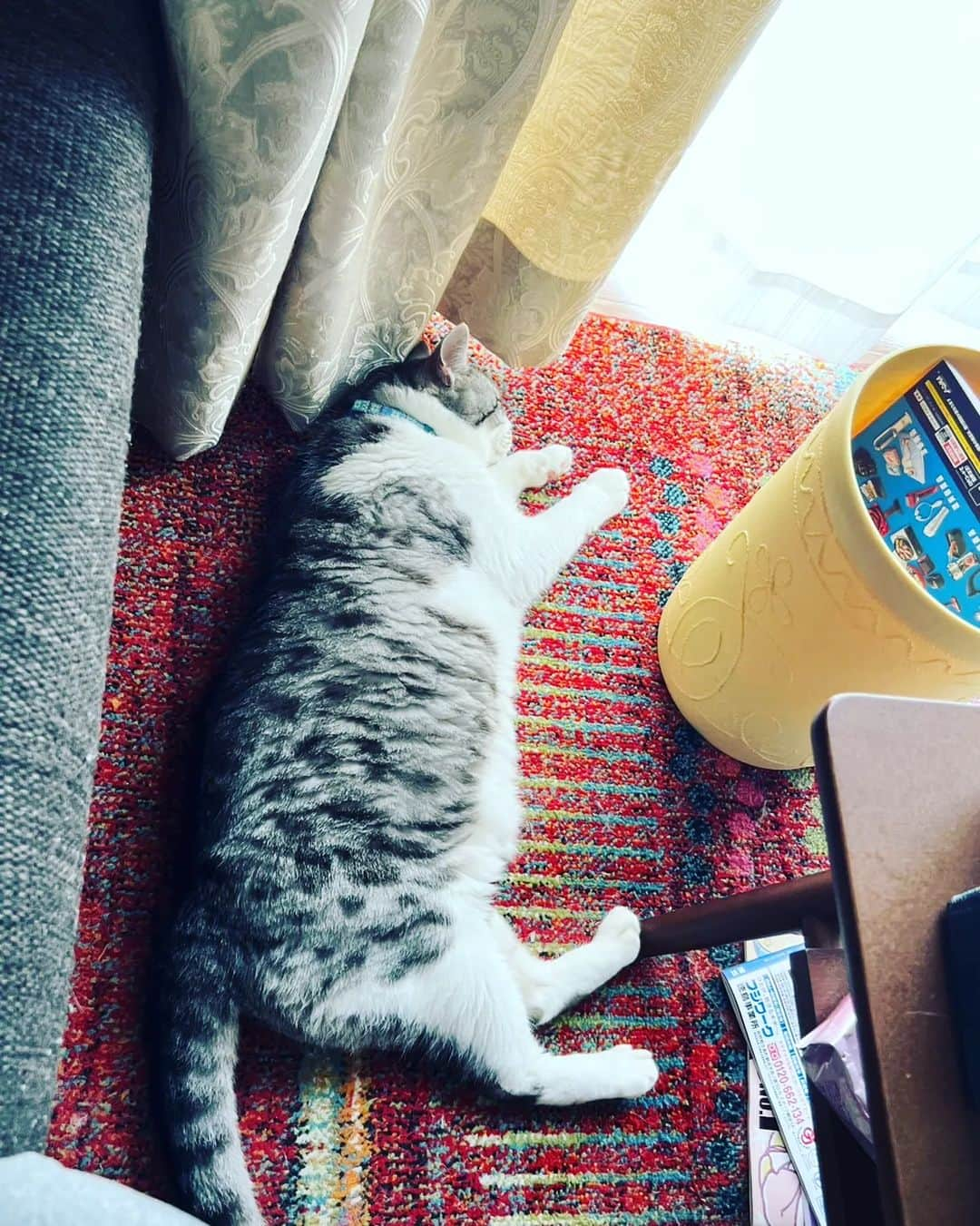 藤純のインスタグラム：「昼寝する実家のねこたち。 Lazy cat sunbathing with AC on.」