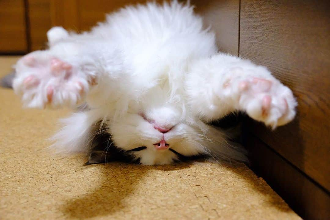 Hanaのインスタグラム：「ぱぁっ👐  逆#superman   #NorwegianForestCat#cats#ig_catphoto#catlover#catinstagram#kawaii#neko#beautycat#fluffy#ノルウェージャンフォレストキャット#ねこ#猫#japan#fluffycat#にゃんすたぐらむ#可愛い#かわいい#cute#cutecat#funnycat」