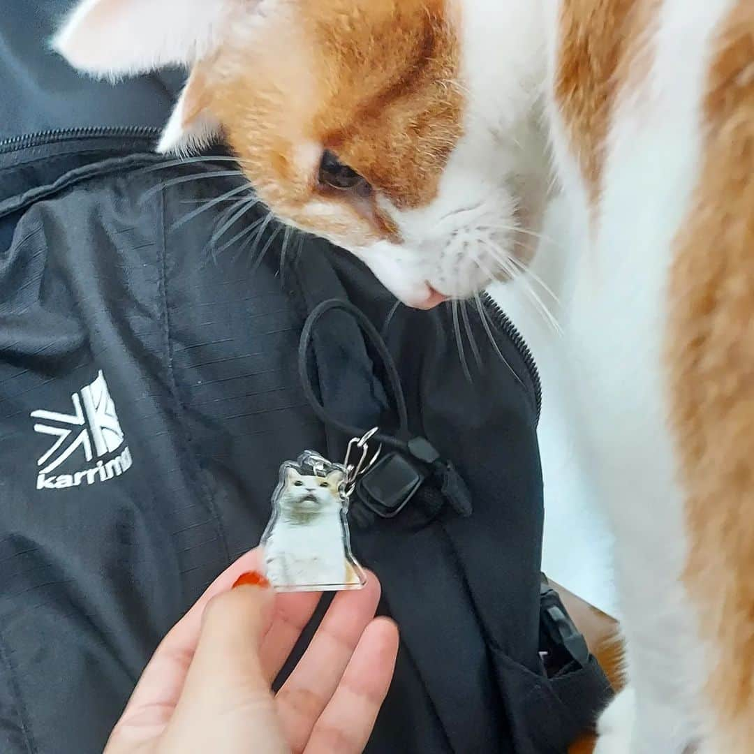 カリーノぱんのインスタグラム：「これは、なんだにゃ？  パパのリュックに りーちゃんキーホルダー🐈😻  #suzuri」