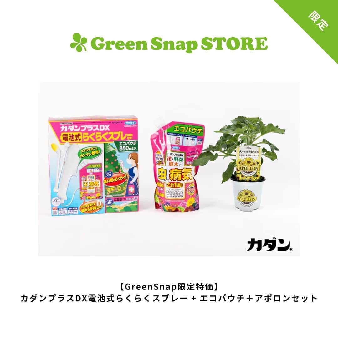 のインスタグラム：「【GreenSnap限定特価】カダンプラスDX電池式らくらくスプレー + エコパウチ＋アポロンセット  限定品のため残りわずか！ フマキラーの「カダン」からGreenSnap限定のスペシャルセットが限定販売中です。  冬まで先づづけるひまわり「アポロン」と病害虫を防ぐ「カダンセーフ 電池式らくらくスプレーセット」とさらに「エコパウチ」をセット。 大変お買い得なセットになっています。（7/31以降順次発送）  商品詳細&購入はハイライトの「GS限定商品」からご確認下さい。」