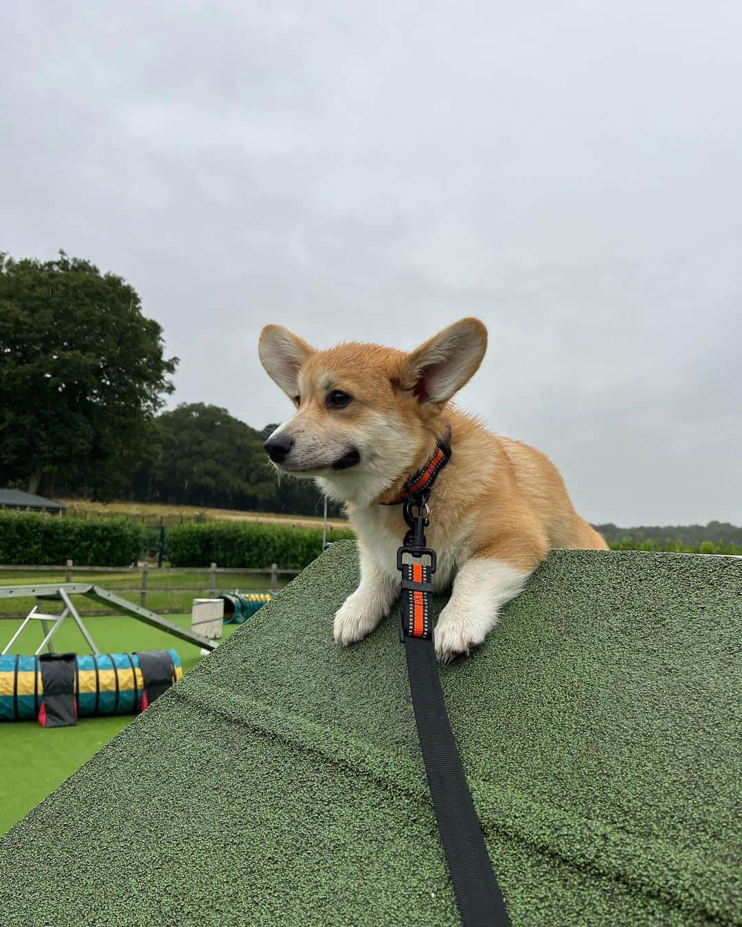 メラニー・サイクスのインスタグラム：「My boy though 😁❤️🤸🏽‍♂️😍😂🐾🫶🏽  #porchie #agilitytraining  #puppy  #puppytraining  #corgi  #redcorgi  #wetdog   Thanks Keith and Lorraine for the laughs and love to all the gang 🙏🏻 @keiths_canines」