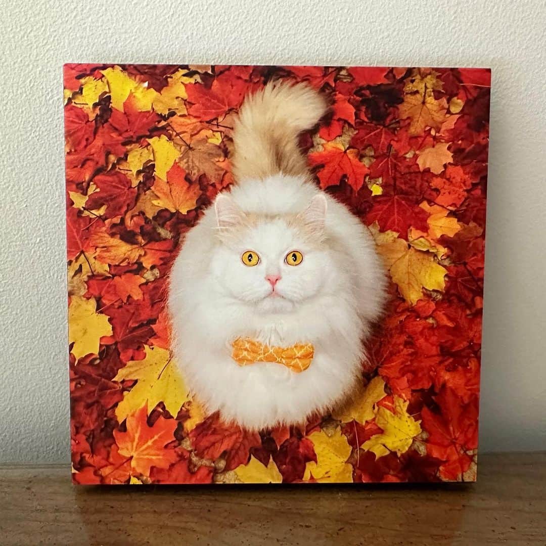 のインスタグラム：「You guys are all the most amazing group of people there is on here. Thank you so much @diamond_dior_  for having this beautiful canvas made for me. I love this so much. Thank you my friend 💗」