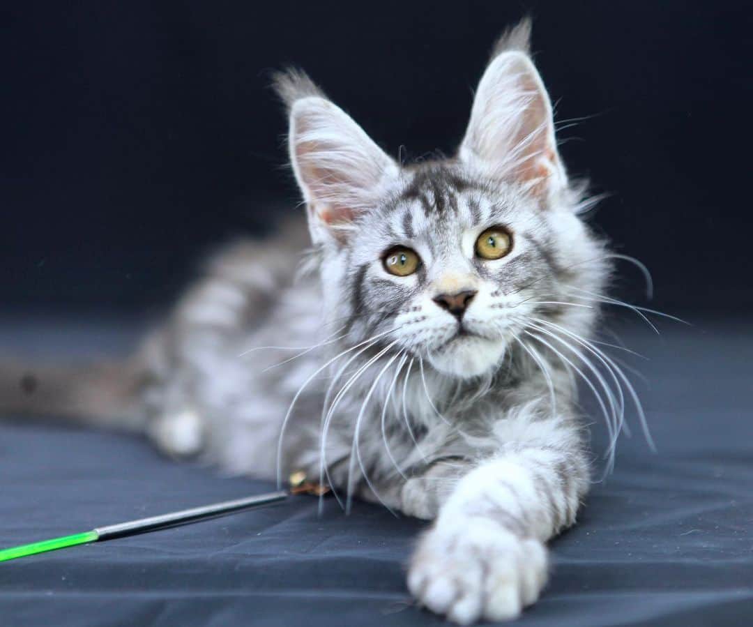МейнКун MaineCoon Питомникのインスタグラム：「Красотка Гела✨ очень нежная и ласковая🤗」