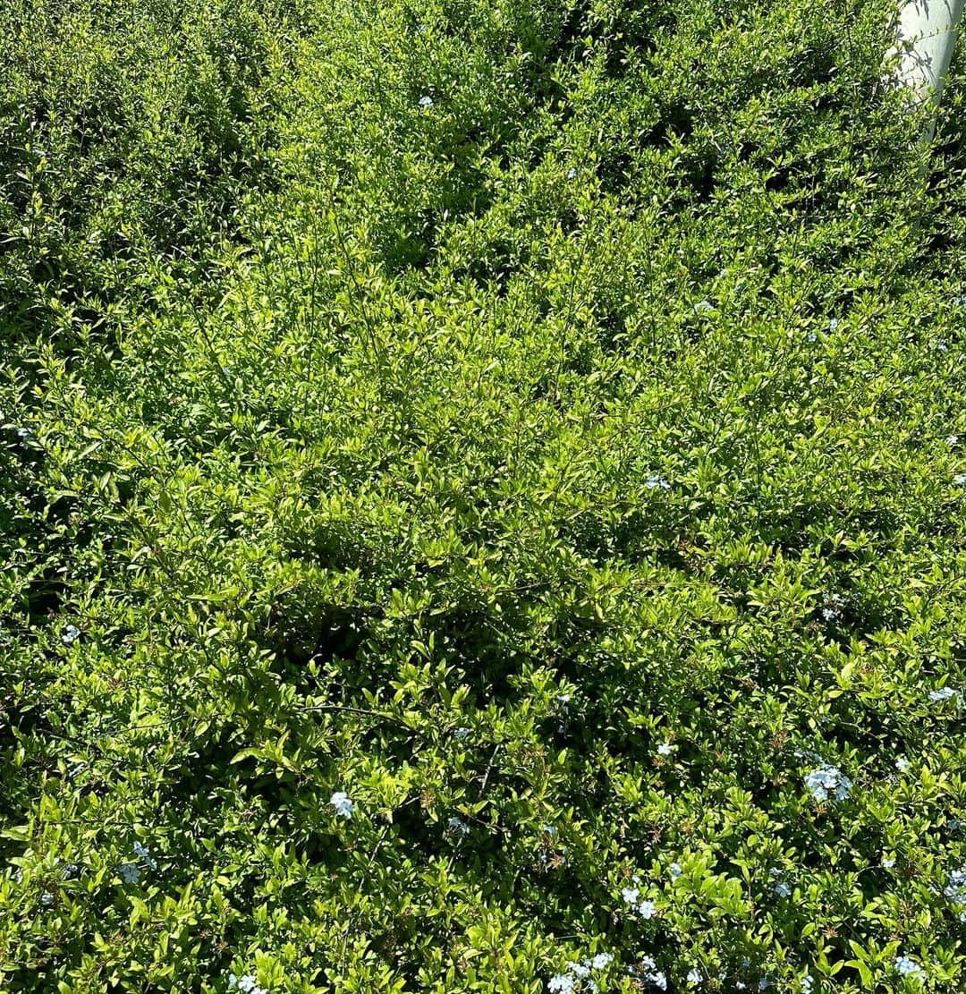 オデイア・ラッシュさんのインスタグラム写真 (オデイア・ラッシュInstagram)「Good afternoon !」7月27日 6時