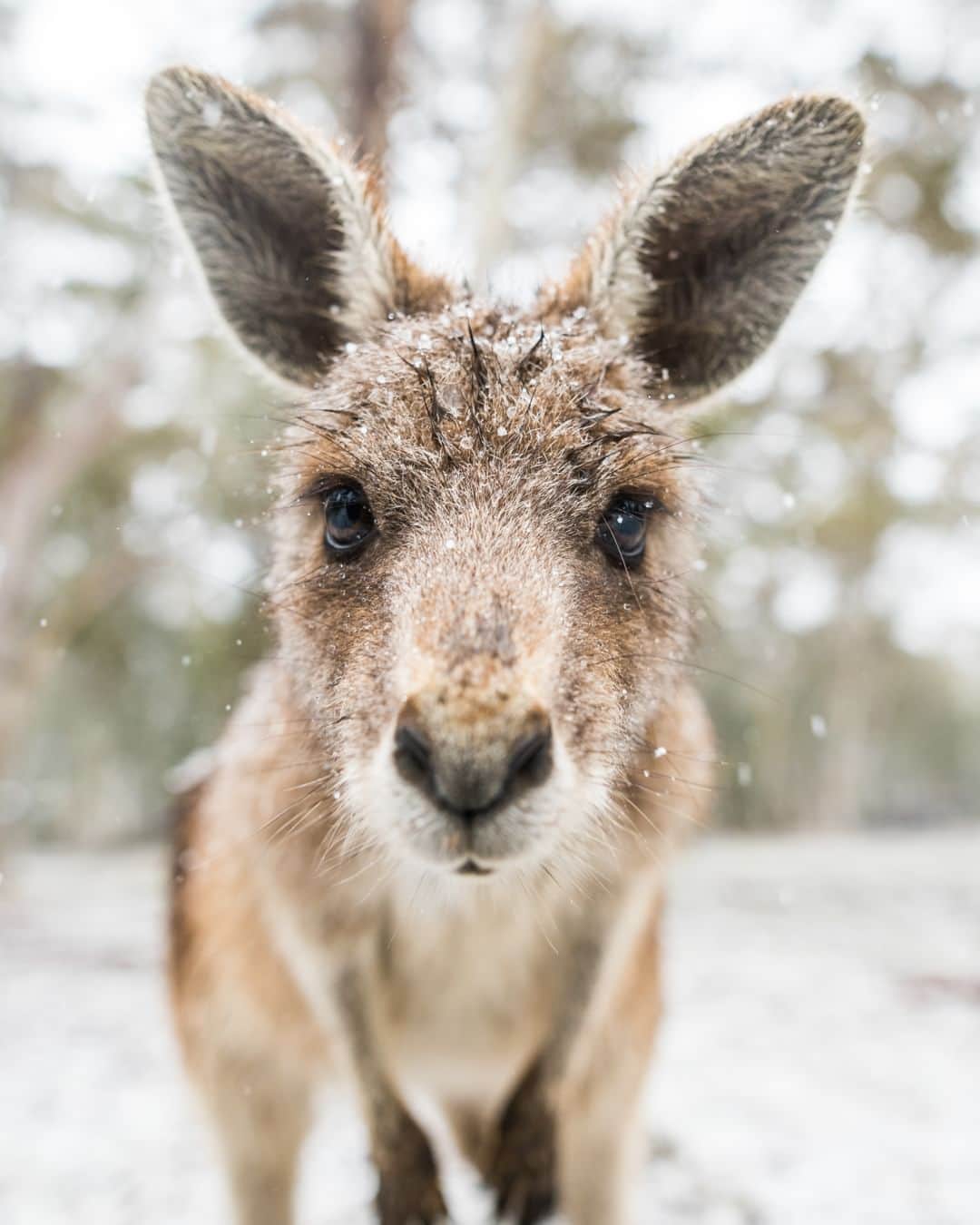 Nikon Australiaのインスタグラム：「@charlesdavisphotography, the Z 9, and the enchanting world of wildlife in the snow is a combo we simply cannot get over.  Swipe to see just some of our favourite frosted furry friends by @charlesdavisphotography.   Visit the link in bio to learn more about Charles’ wildlife work in his upcoming online seminar.   Captured on the Z 9  #Nikon #NikonAustralia #MyNikonLife #NIKKOR #NikonZ9 #Z9 #WildlifePhotography #LandscapePhotography #Australia」