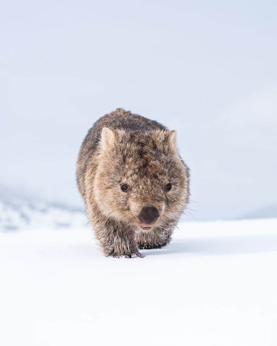 Nikon Australiaさんのインスタグラム写真 - (Nikon AustraliaInstagram)「@charlesdavisphotography, the Z 9, and the enchanting world of wildlife in the snow is a combo we simply cannot get over.  Swipe to see just some of our favourite frosted furry friends by @charlesdavisphotography.   Visit the link in bio to learn more about Charles’ wildlife work in his upcoming online seminar.   Captured on the Z 9  #Nikon #NikonAustralia #MyNikonLife #NIKKOR #NikonZ9 #Z9 #WildlifePhotography #LandscapePhotography #Australia」7月27日 13時30分 - nikonaustralia