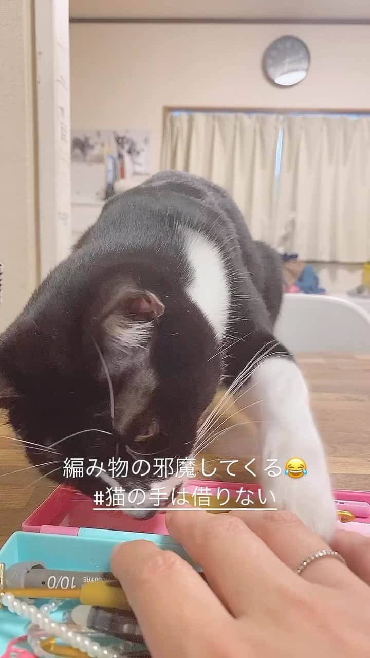 maika_kikitoyjijiのインスタグラム：「編み物の邪魔してくる😂💦  #猫の手は借りない   #cat #neko #ねこ #猫 #kitty #保護猫 #ハチワレ猫  #ねこすたぐらむ #ねこのいる生活 #ねこ部 #白黒ねこ部」