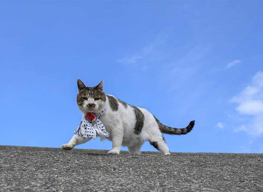 土肥美帆さんのインスタグラム写真 - (土肥美帆Instagram)「😻 ・ いなせな男　ケンジ 手ぬぐいは小樽漁業組合というこだわり  いなせってなんだべか？ (=-ω-=)  8月29日 19:00〜20:10 FUJI FILMオンラインセミナー 思い出をカタチに！ 『ボス猫ケンジから学ぶ　猫の写真の楽しみ方』 無料になりますので、 ぜひチケットゲットしてご視聴ください。 URLをストーリーズとプロフィールに貼っておきます。 申し込み方がわからない方は メッセージください♪ よろしくお願いします✨  今日もご機嫌な1日を だべや(=-ω-=)🍀  ㊗️2023年9月新刊 『みんなケンジでご機嫌だべや』河出書房新社より発売決定✨  #デカ猫  #ボス猫 #みんなケンジでご機嫌だべや #みんなケンジを好きになる #いつも心にケンジを #推しのいる生活 #猫　#ねこ⠀ #猫好きな人と繋がりたい　#猫のいる生活⠀ #にゃんすたぐらむ　#東京カメラ部⠀ #instagramcat #nekoclub⠀ #catsofinstagram⠀ #tea_journals #cats #instagramcats⠀ #catstagram #ig_japan⠀ #instagramjapan #catphotography」7月27日 8時51分 - big_face_cat_kenji
