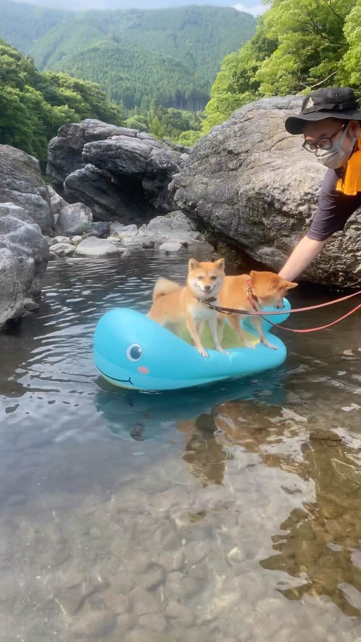 豆柴にこちゃんのインスタグラム：「🐶🏴‍☠️ おはよー 超つまんなそうな手動走行型の カリブの海賊風アトラクション。 一回500円。  #東京トムニーランド #piratesofthecaribbean   去年の奥多摩の動画です  #柴犬#豆柴#mameshiba #shibastagram#japanphoto#shibainu#犬#shibainumania#犬のいる暮らし#shiba_snap#shibainupuppy#多頭飼い#dog#いぬすたぐらむ#puppy#dogstagram#instadog #doglover#pecoいぬ部#pecotv#いぬのきもち部#狗#子犬#barked#9gag#9gagpets#시바견」