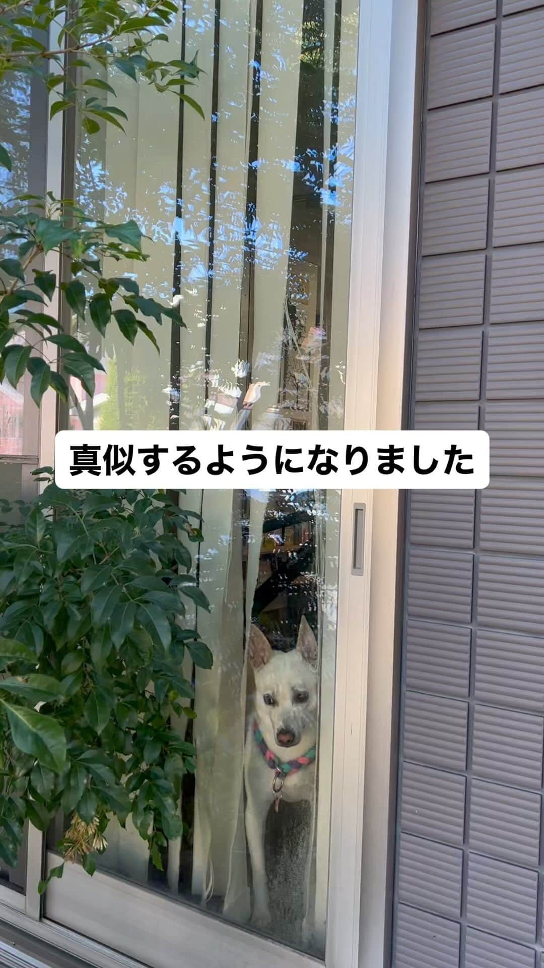 柴犬ハル&保護犬すずのインスタグラム