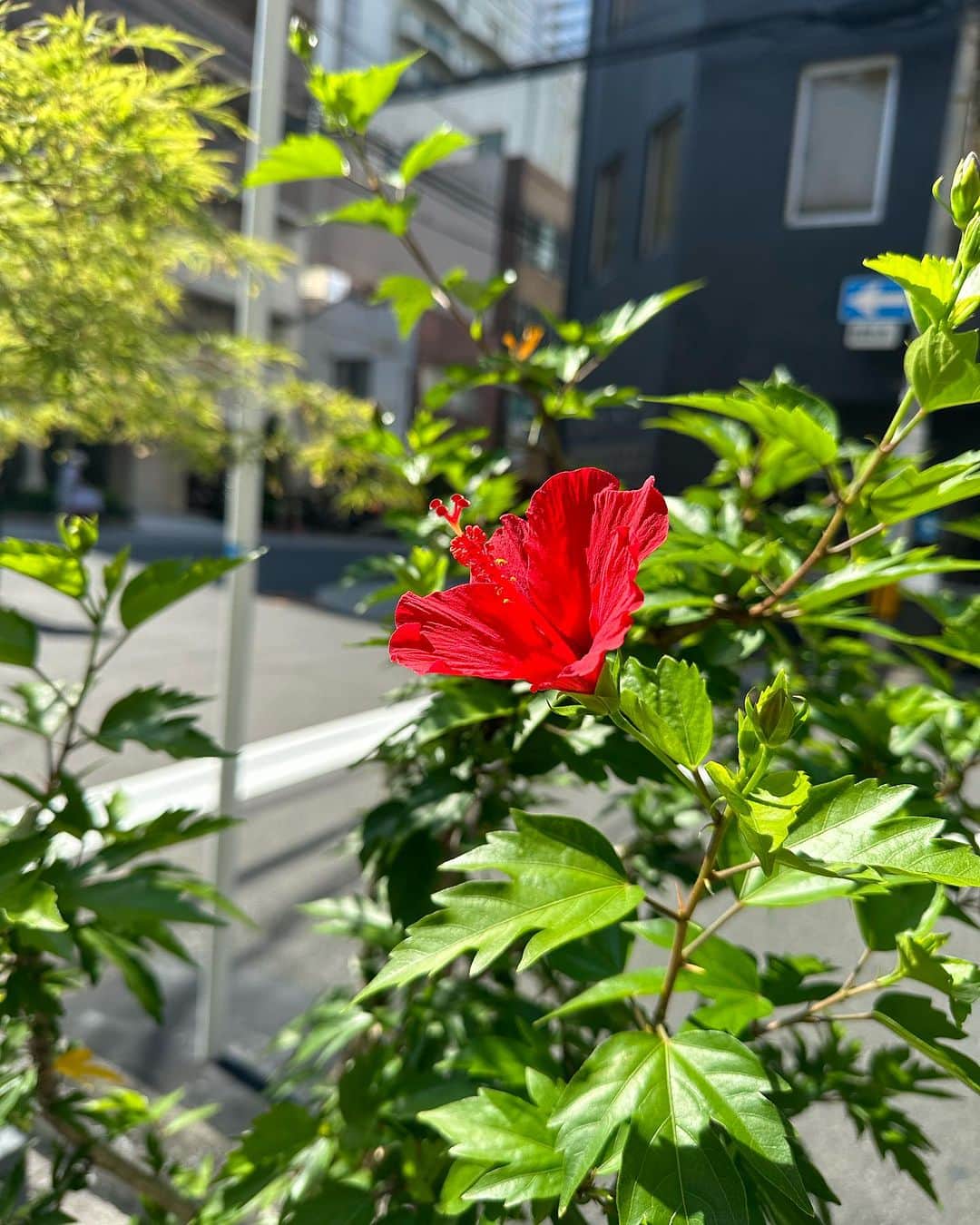 黒田絢子のインスタグラム：「今年初ハイビ🌺❤️ 可愛い太陽に向かって頑張って咲いてる都会のハイビスカス🌺  #ハイビスカス #instagood  #lovely #flower #花」