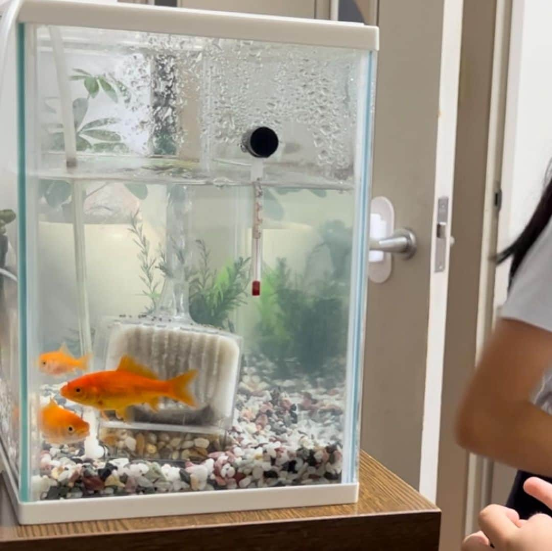 千葉あやのインスタグラム：「. 7年ぶりに金魚をお迎えしました🐟  実は以前にも夏祭りの金魚を飼っていました。  1匹だけ3年くらい元気に一緒に過ごしたけど、 その後にお祭りで仲間入りさせた子たちの病気だったのか、  水合わせがうまくいかなかったのか、  私が水槽の掃除をし過ぎたのか、、  悲しいかな、お空へ行ってしまい...😢  それから、ずっと金魚の飼育に自信が持てなくて、  夏祭りの度に「金魚すくいやりたい！」と言う長女を宥めてましたが...  この間の夏祭りで、再度お迎えする事を決断しました✨  水槽や酸素ボンベ？などは以前に使っていたのがそのまま洗って置いてあったので！  ホームセンターで、砂利やエサ、カルキ抜きなど購入して。  ただいま水槽に3匹泳いでおります😊  実は始めは4匹いましたが、 1匹は我が家に来てからたったの3日でお空へ😢  金魚すくいの金魚達は、弱ってたり病気を持ってたり、 健康状態などもわからないから難しい、、🥺  今この3匹は、約2週間くらい元気に過ごしてくれています！  子供達と毎日様子を見たりエサをあげたり。  命の大切さを近くに感じて。  新たな家族になりました😌  このまま元気に育ちますように。」