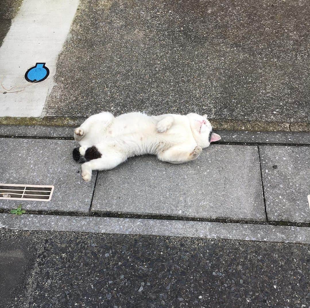 Kachimo Yoshimatsuさんのインスタグラム写真 - (Kachimo YoshimatsuInstagram)「7の付く日は、ナナクロの日 Seven Blacks Day 2019年7月27日〜29日撮影 Photo:2019.07.27-29 もう撫でさせてくれてた。 ほっぺプックリ！  #うちの猫ら #猫 #nanakuro #ナナクロの日 #ねこ #ニャンスタグラム #にゃんすたぐらむ #ねこのきもち #cat #ネコ #catstagram #ネコ部 http://kachimo.exblog.jp」7月27日 10時00分 - kachimo