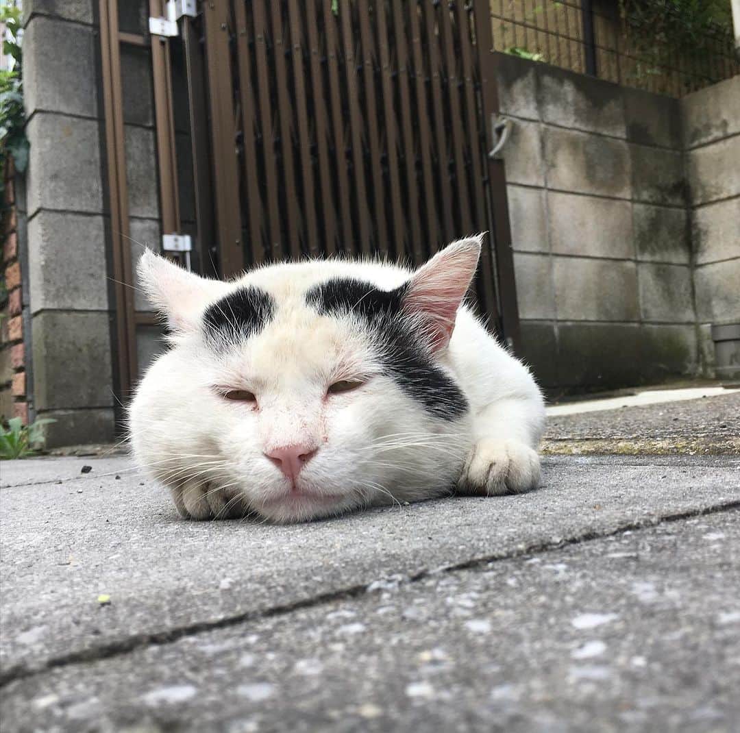 Kachimo Yoshimatsuさんのインスタグラム写真 - (Kachimo YoshimatsuInstagram)「7の付く日は、ナナクロの日 Seven Blacks Day 2019年7月27日〜29日撮影 Photo:2019.07.27-29 もう撫でさせてくれてた。 ほっぺプックリ！  #うちの猫ら #猫 #nanakuro #ナナクロの日 #ねこ #ニャンスタグラム #にゃんすたぐらむ #ねこのきもち #cat #ネコ #catstagram #ネコ部 http://kachimo.exblog.jp」7月27日 10時00分 - kachimo