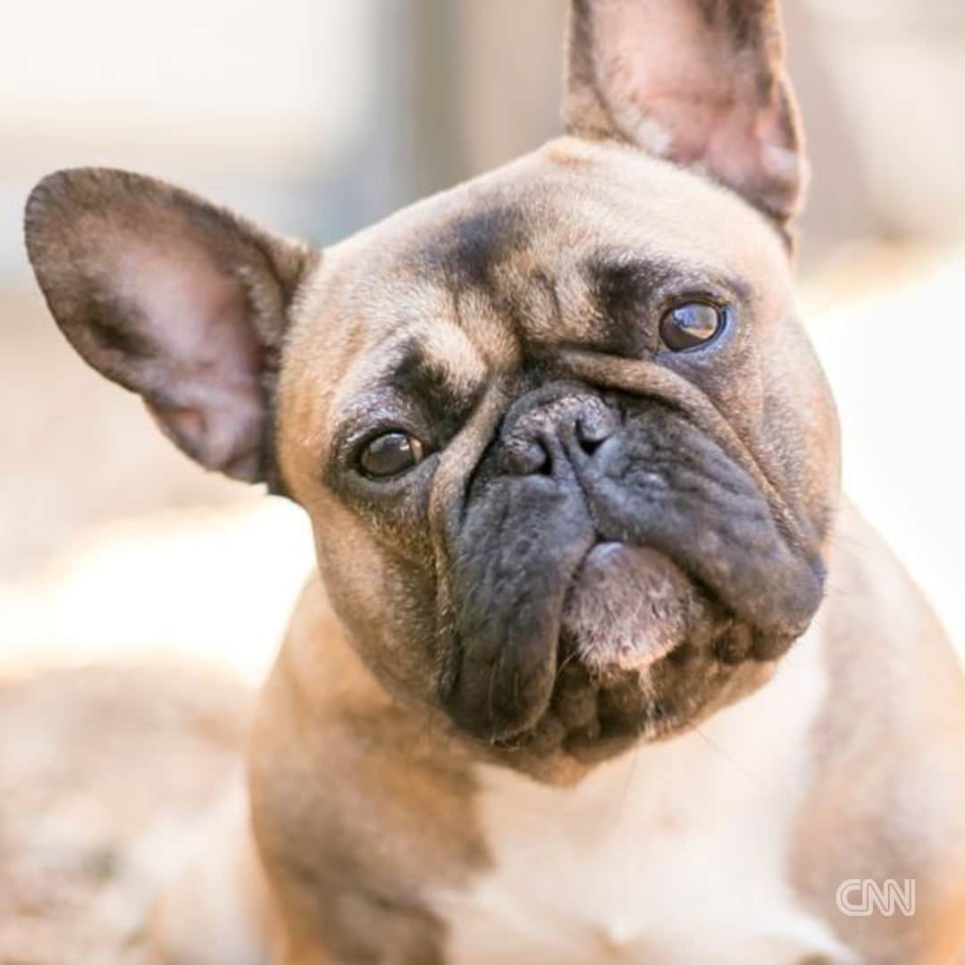 CNNさんのインスタグラム写真 - (CNNInstagram)「Like peanut butter and jelly, kids and dogs just go together. But which dog breeds are best for families with kids?  Tap the link in our bio to get to know these 20 breeds and why experts say they make great choices for families.  📸: Przemek Iciakc / Shutterstock; Mary Swift / Shutterstock; Rebecca Ashworth / Shutterstock; Angel Saliade / Shutterstock; Welshea / Shutterstock」7月27日 10時36分 - cnn