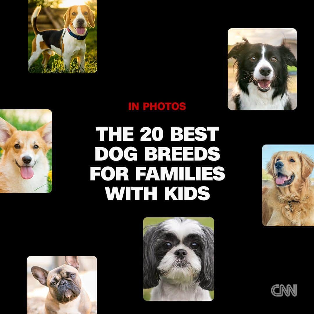 CNNさんのインスタグラム写真 - (CNNInstagram)「Like peanut butter and jelly, kids and dogs just go together. But which dog breeds are best for families with kids?  Tap the link in our bio to get to know these 20 breeds and why experts say they make great choices for families.  📸: Przemek Iciakc / Shutterstock; Mary Swift / Shutterstock; Rebecca Ashworth / Shutterstock; Angel Saliade / Shutterstock; Welshea / Shutterstock」7月27日 10時36分 - cnn