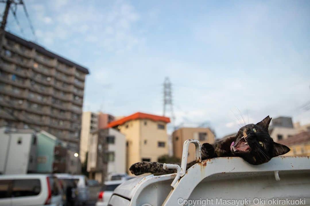 Masayukiさんのインスタグラム写真 - (MasayukiInstagram)「がおがお。  #cat #ねこ #猫 #東京カメラ部 #nekoclub  #mmgtw #my_eos_photo  #yourshotphotographer」7月27日 11時07分 - okirakuoki