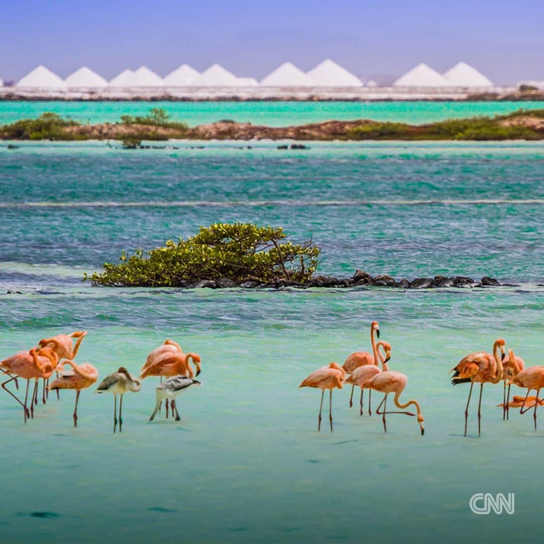 CNNさんのインスタグラム写真 - (CNNInstagram)「Sometimes it only takes one trip to convince visitors to pack up their belongings and move to Bonaire permanently.  Tap the link in our bio to find out what makes this Dutch Caribbean island so irresistible.  📸: Tourism Corporation Bonaire; johnandersonphoto/iStockphoto/Getty Images」7月27日 11時30分 - cnn