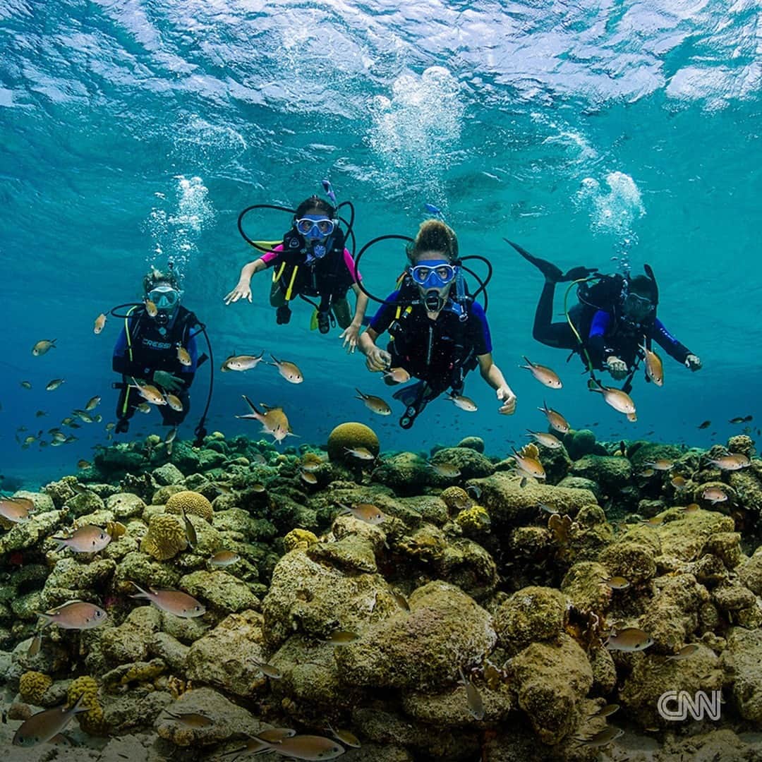 CNNさんのインスタグラム写真 - (CNNInstagram)「Sometimes it only takes one trip to convince visitors to pack up their belongings and move to Bonaire permanently.  Tap the link in our bio to find out what makes this Dutch Caribbean island so irresistible.  📸: Tourism Corporation Bonaire; johnandersonphoto/iStockphoto/Getty Images」7月27日 11時30分 - cnn