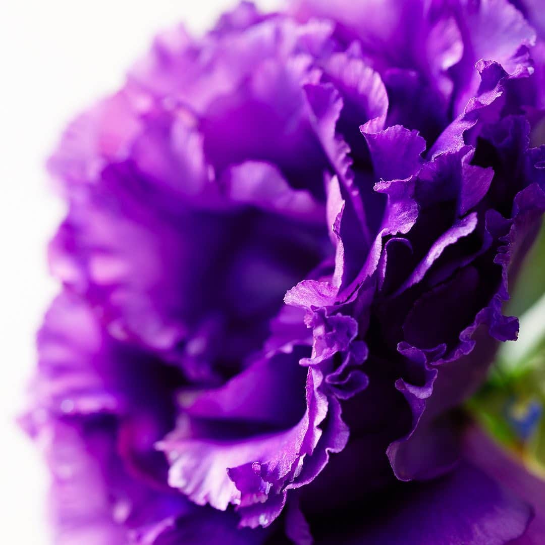 いけばな池坊さんのインスタグラム写真 - (いけばな池坊Instagram)「＼ #暮らしにいけばなを ／ フリル 💃  トルコキキョウのフリフリがお見事！ 紫の発色も素敵ですね💜  作品のポイントは、 花器口（左側）に空間を作り水が見えるようにしていることと、葉っぱです🌱  #トルコキキョウ #デルフィニウム   #フリル  #発色いい  #紫   #水  #葉っぱ   #いけばなのある暮らし   #日本の文化 #花のある暮らし   #命をみつめる   #池坊 #いけばな」7月28日 18時00分 - ikenobo550