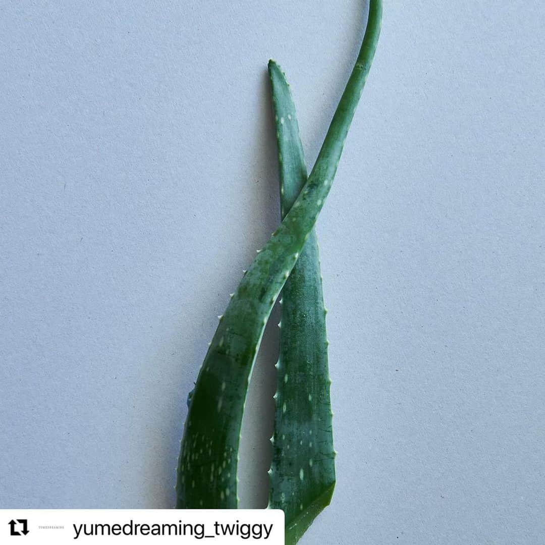 松浦美穂のインスタグラム：「#Repost @yumedreaming_twiggy with @use.repost ・・・ .  頭皮に潤いと栄養をチャージして、みずみずしい健やかな頭皮環境へと導くEPICUREAN ヘアトニック。  アロエベラエキス、海藻類、ゴボウ根エキス、オタネニンジン根エキス、センブリエキスなど、東洋と西洋の15種類の植物エキスと頭皮と髪に必要な11種類のアミノ酸をバランスよくブレンド。  シダーウッド、ベルガモット、ティーツリーのウッディでさわやかな香りと、サラッと軽いテクスチャーで保湿・育毛成分を頭皮にすばやくチャージし、健やかで丈夫な頭皮と髪へと導きます。   #YUMEDREAMING #ユメドリーミン #EPICUREAN #エピキュリアン #TWIGGY. #ツイギー」