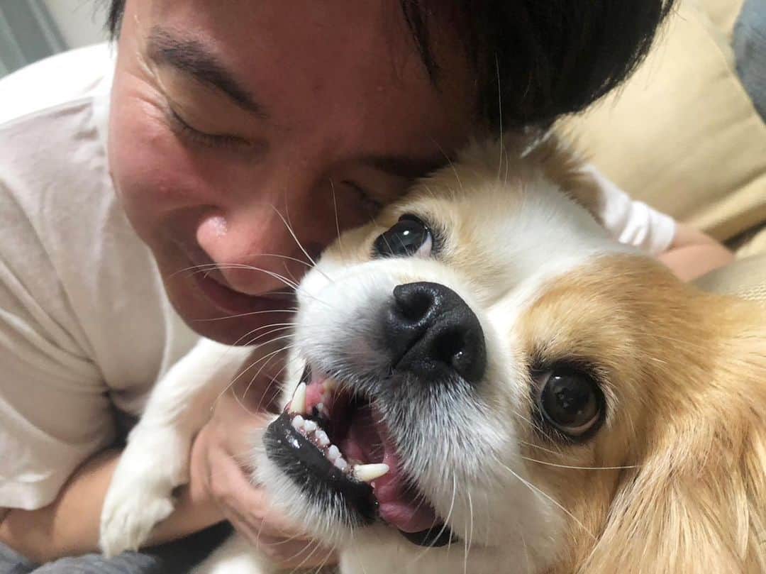 まえちゃんねるのインスタグラム：「少しだけ早く帰れたので、トリミングしたマーティ君とハグ🐶かわいいなぁ💕 Photo by EISHIN  #愛犬 #犬 #🐶 #キャバマル #キャバリア #マルチーズ」