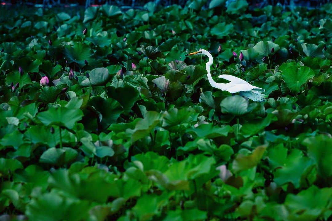 kyoko_zzzのインスタグラム：「shining white 🪷  #ヤマサ蓮の花2023  #蓮池 #白鷺 #lotus #egret」