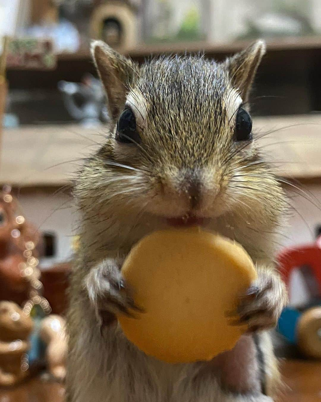 peace_0322さんのインスタグラム写真 - (peace_0322Instagram)「#リス#シマリス#ふわもこ部 今日は #もぐもぐ木曜日 😋」7月27日 22時04分 - peace_0322