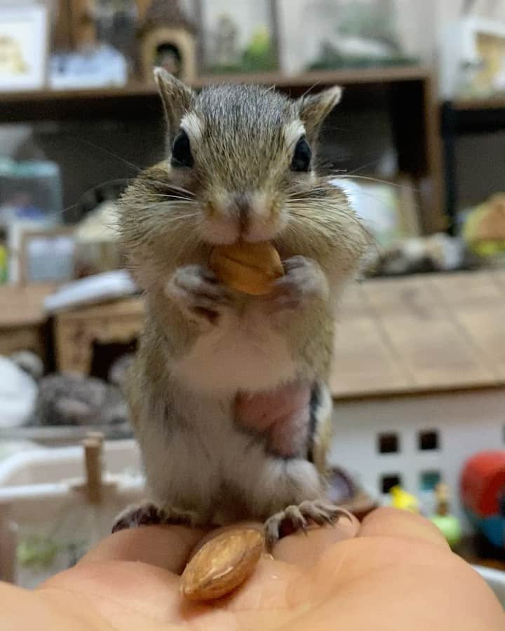 peace_0322のインスタグラム：「#リス#シマリス#もぐもぐ木曜日#ふわもこ部 今日もあ〜忙しい💨😆」